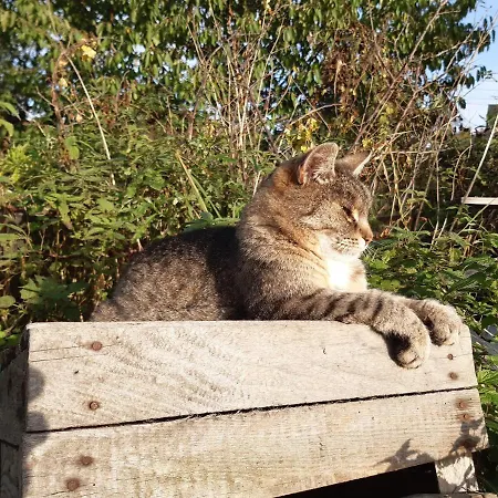 Casa vacanze Tam Gdzie Sosny