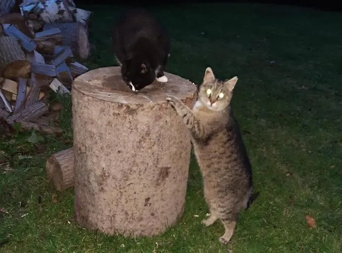 Tam Gdzie Sosny Ścinawka Dolna