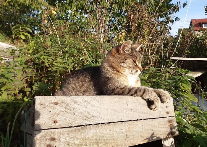 Casa vacanze Tam Gdzie Sosny